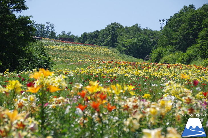 北海道最大級、213万輪のゆりの花！『オーンズ春香山ゆり園』